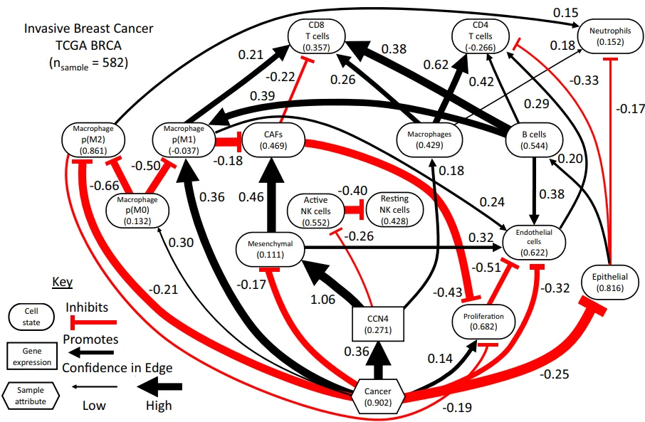 Inferred heterocellular network in invasive breast cancer from TCGA BRCA data